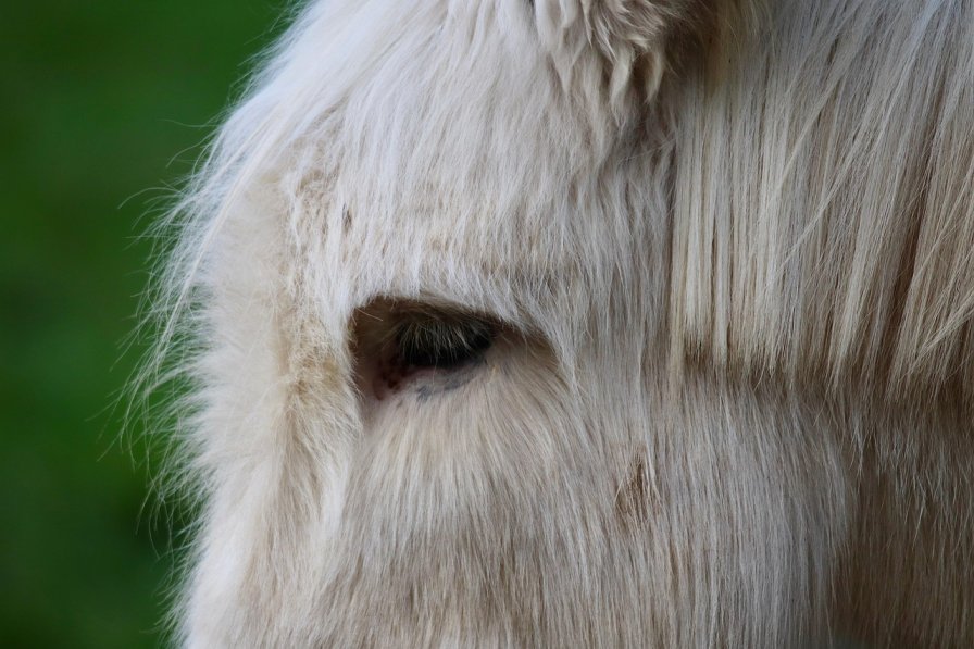 donkey-img BANNING OF DONKEY SKINS